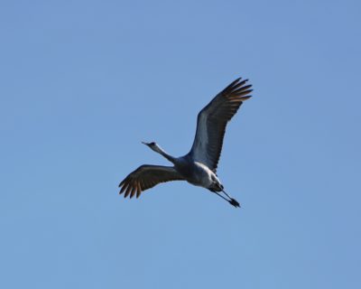 Sandhill Crane