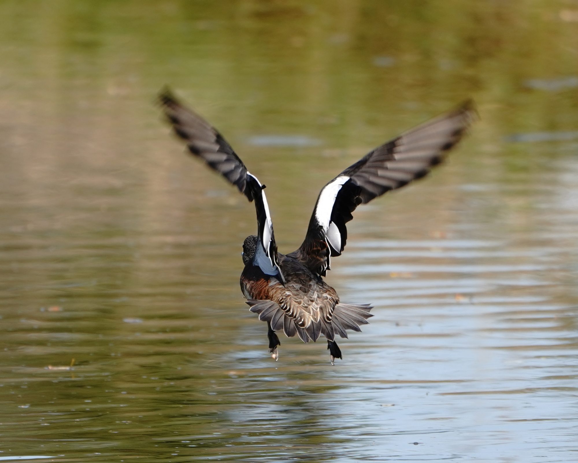 American Wigeon