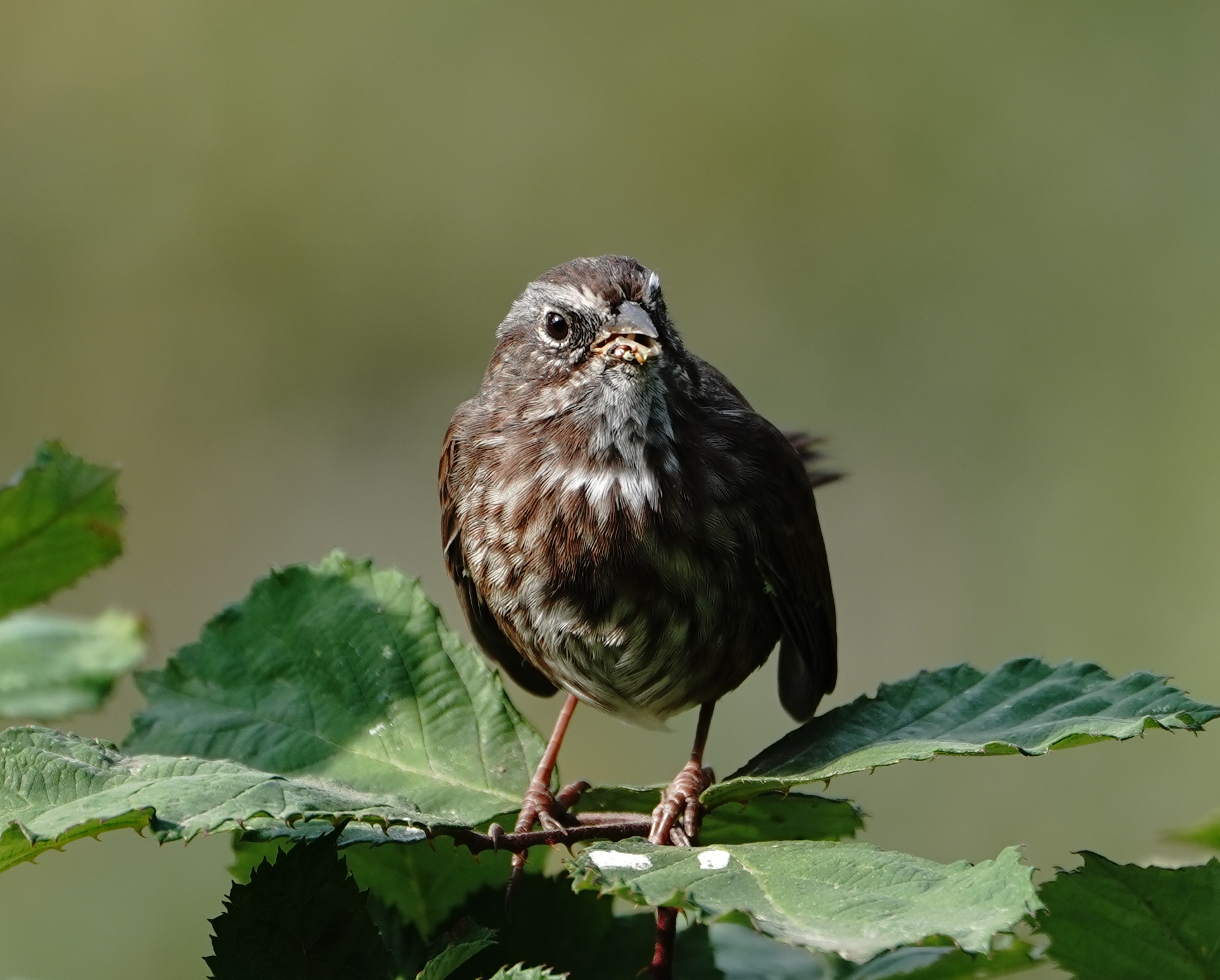 Song Sparrow