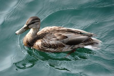 Mallard Duck