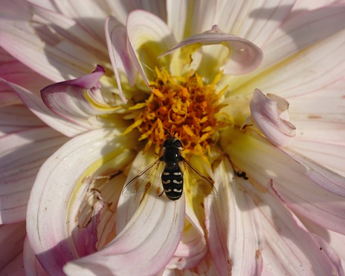 Hoverfly on flower