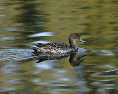 Northern Pintail