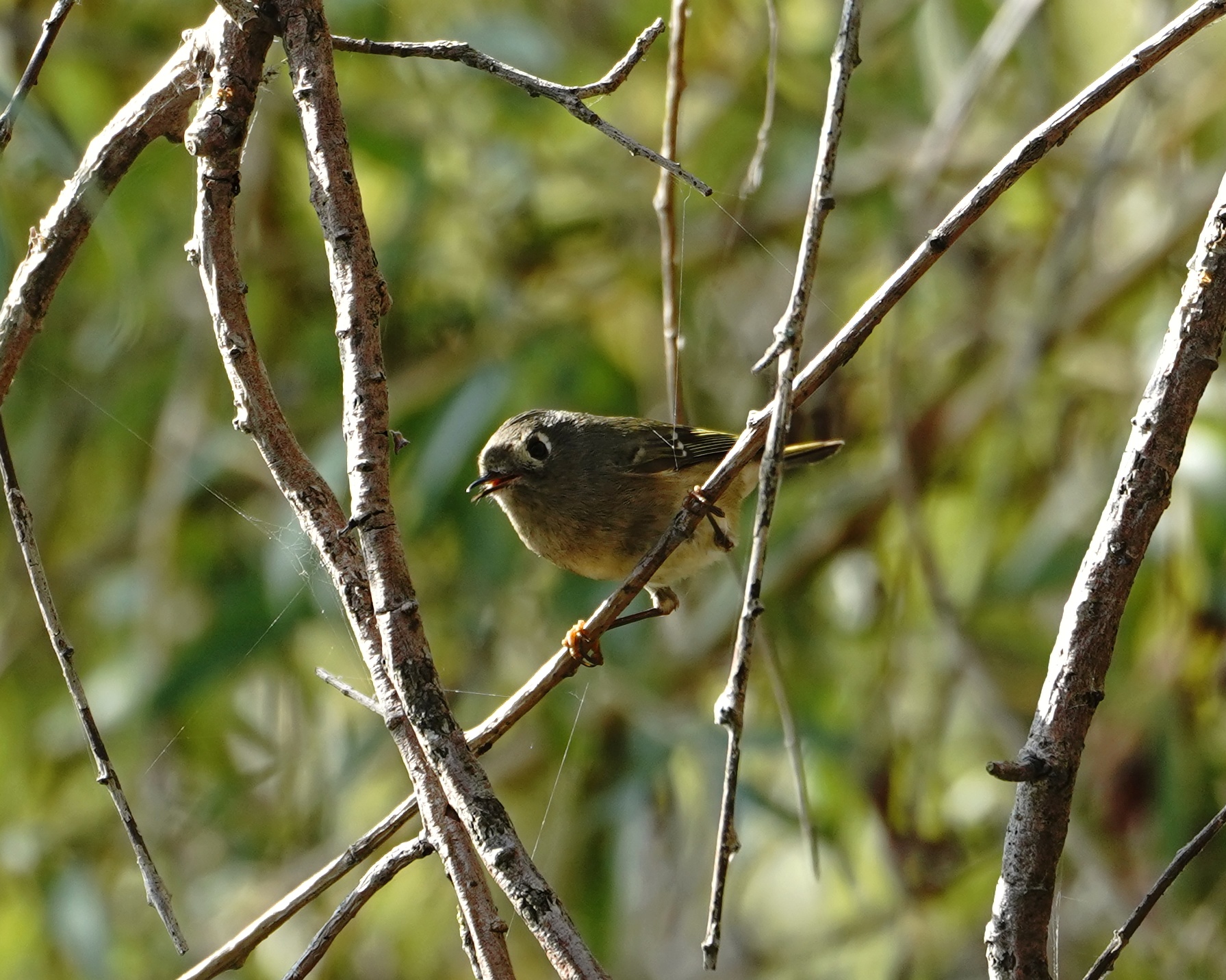 Ruby-crowned Kinglet