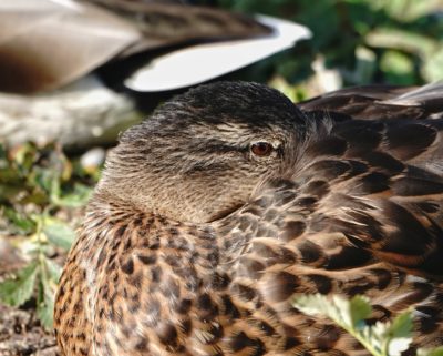 Mallard Duck