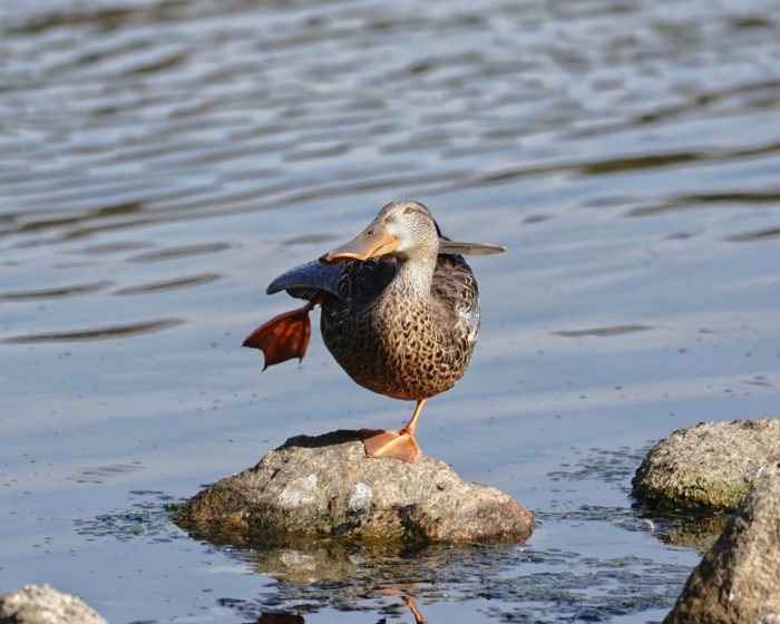 Northern Shoveler