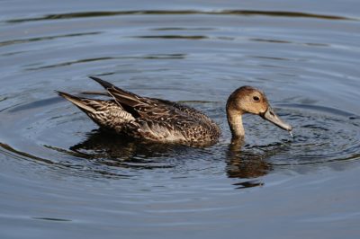 Northern Pintail