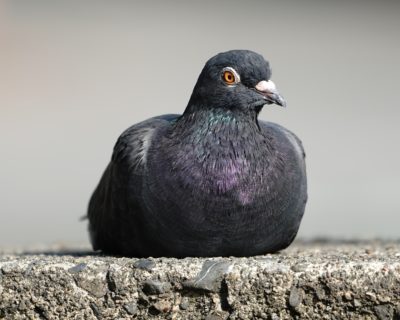 Pigeon