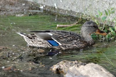 Mallard Duck