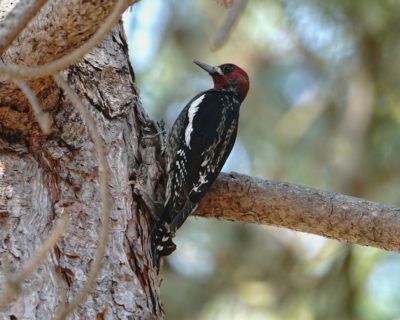 Red-breasted Sapsucker