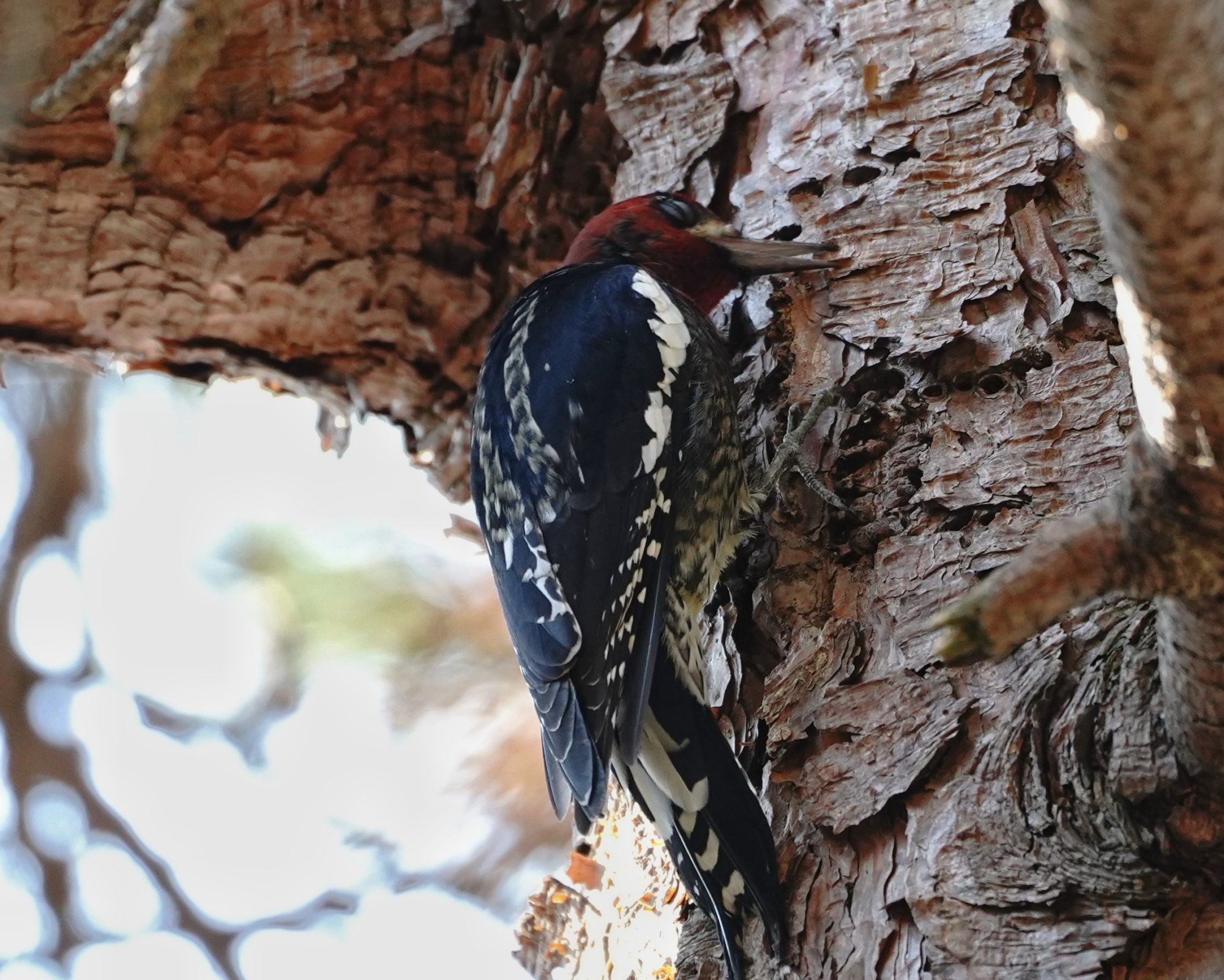 Red-breasted Sapsucker