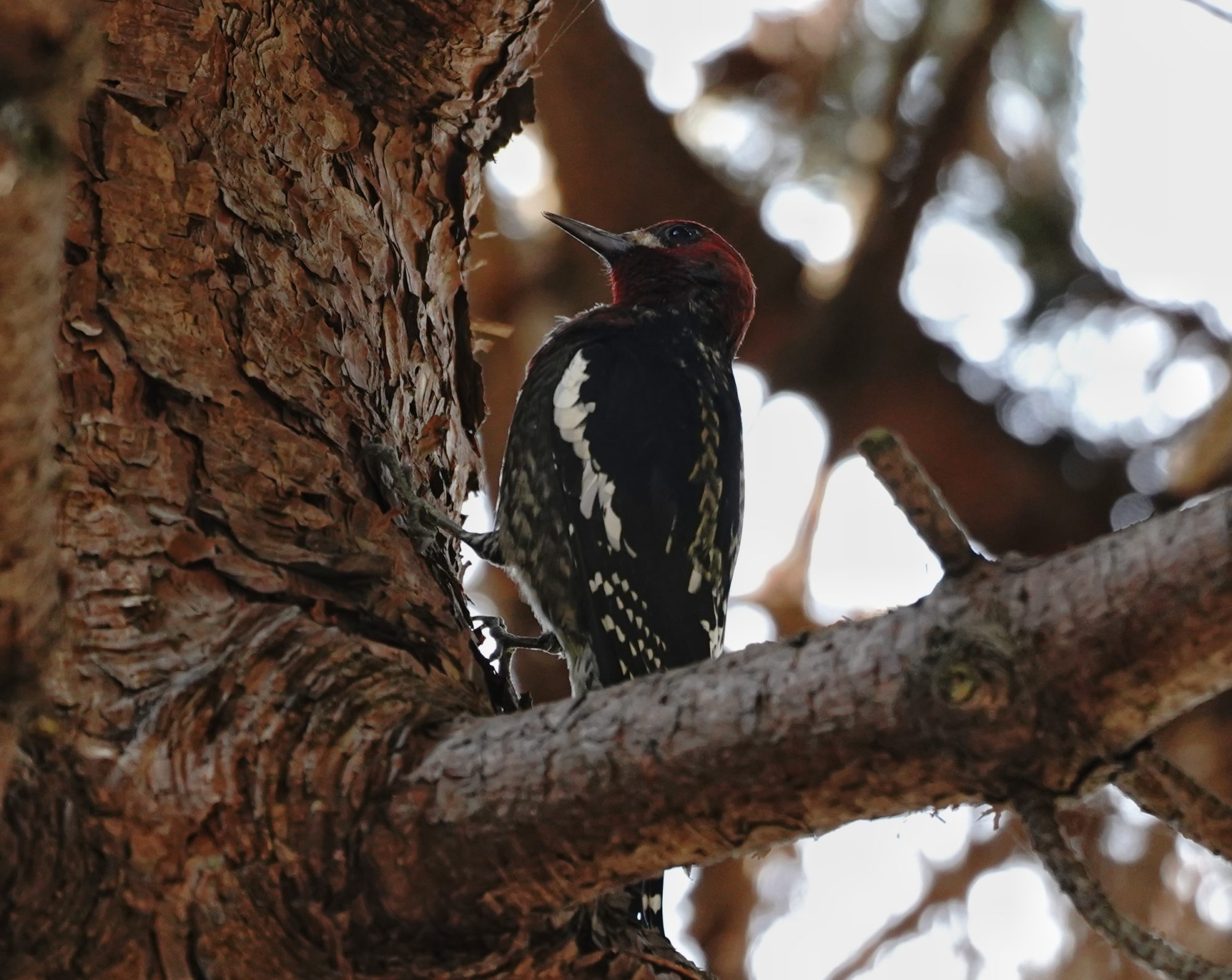 Red-breasted Sapsucker