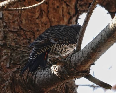 Northern Flicker