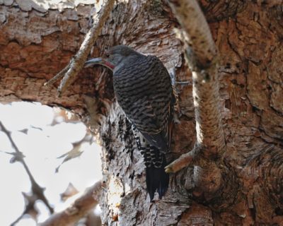 Northern Flicker