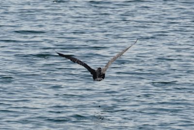 Double-crested Cormorant