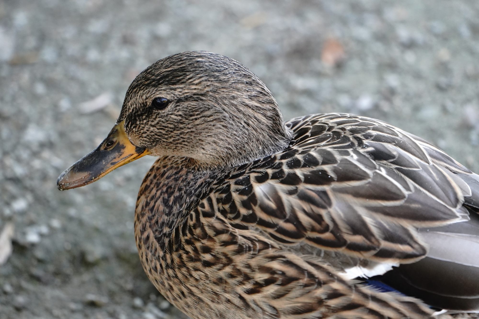 Mallard Duck