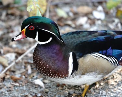 Wood Duck