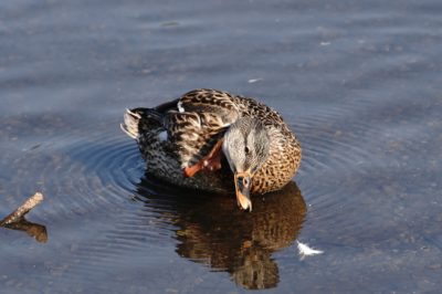 Mallard Duck