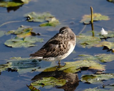 Long-billed Dowitcher