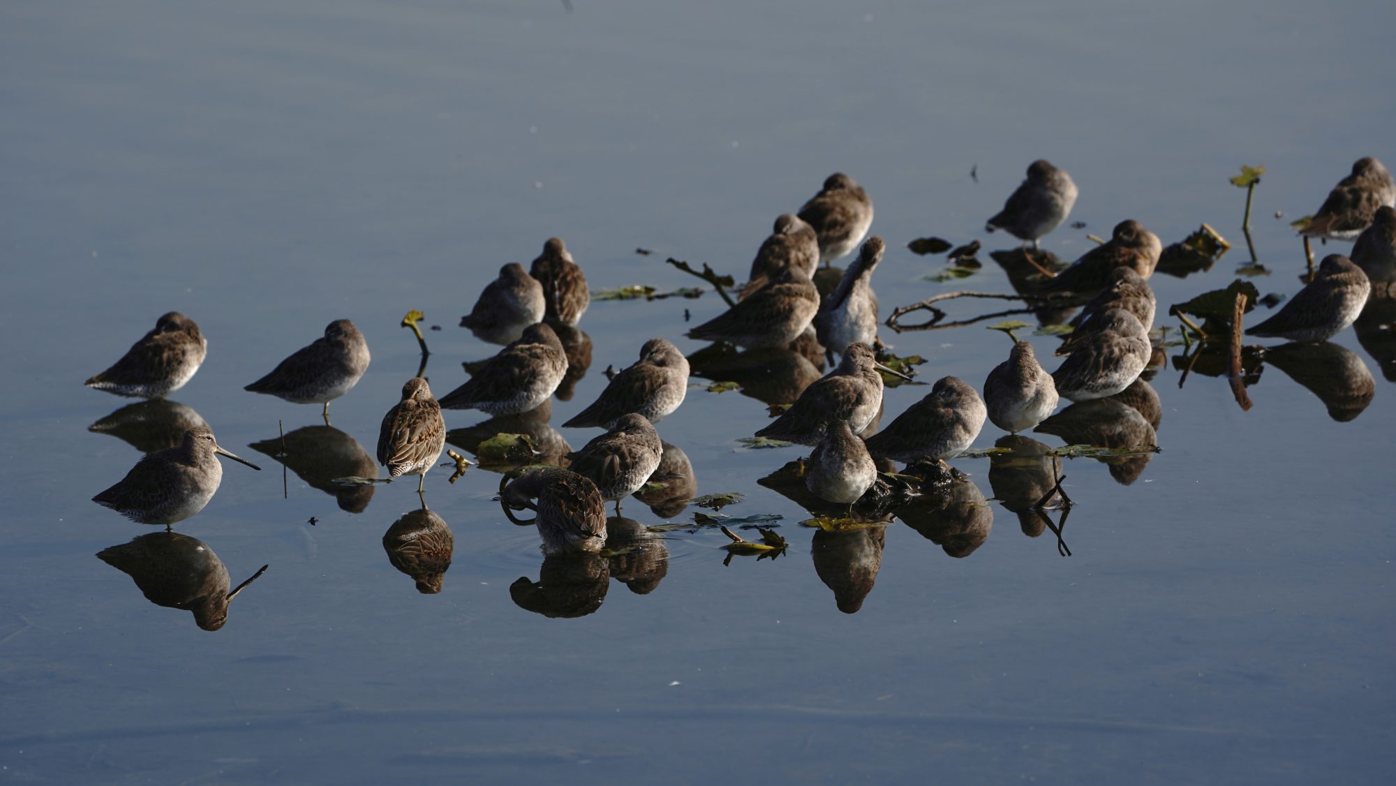 Long-billed Dowitchers