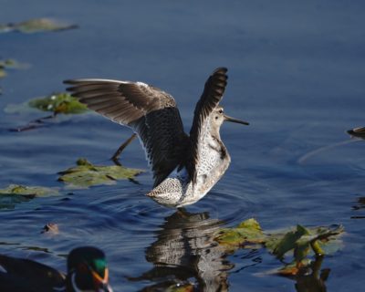 Long-billed Dowitcher