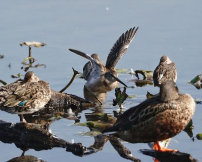 Long-billed Dowitcher