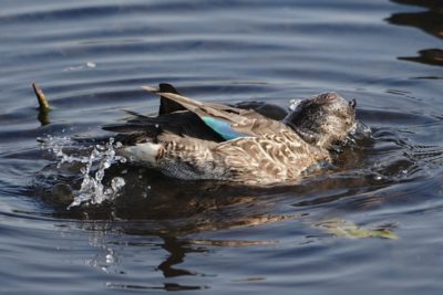 Green-winged Teal