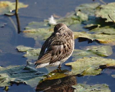 Long-billed Dowitcher