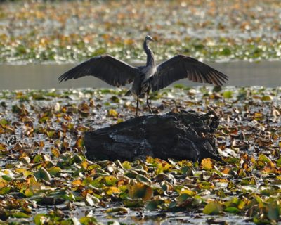 Great Blue Heron