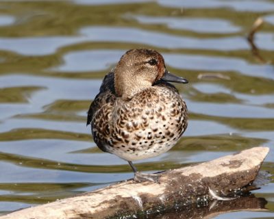 Green-winged Teal