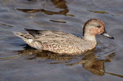 Green-winged Teal