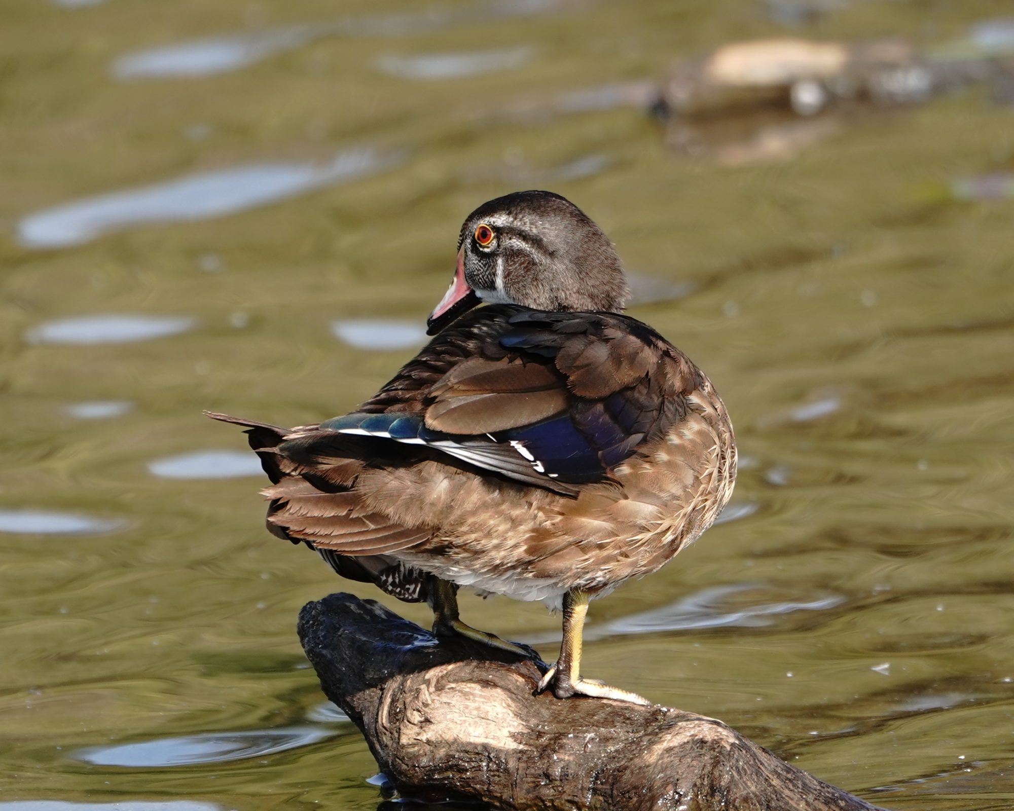 Wood Duck