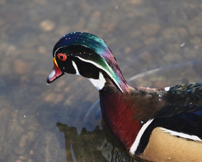 Wood Duck