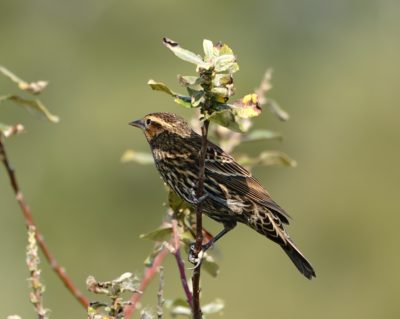 Red-winged Blackbird