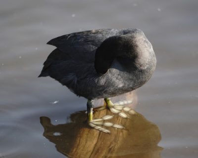 American Coot