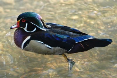 Wood Duck