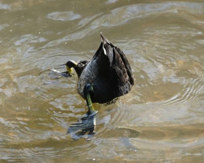 American Coot