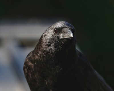 Crow