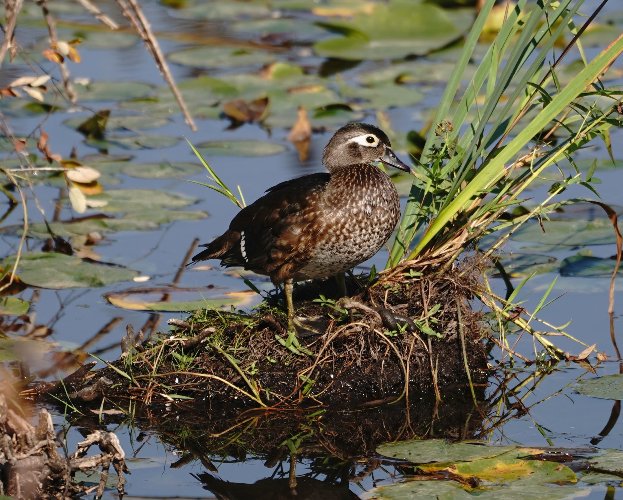 Wood Duck