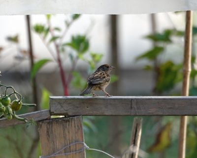 Golden-crowned Sparrow