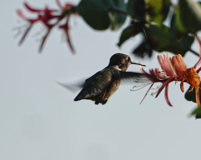 Anna's Hummingbird