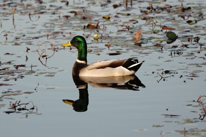 Mallard Duck