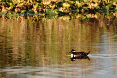 Hooded Merganser