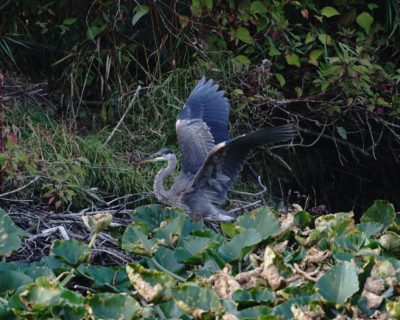 Great Blue Heron