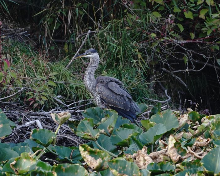 Great Blue Heron