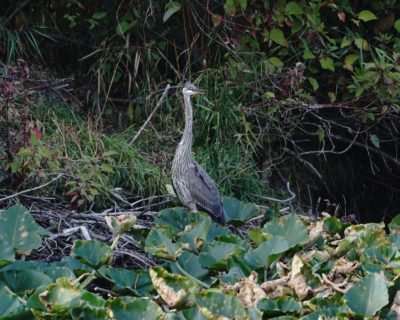 Great Blue Heron