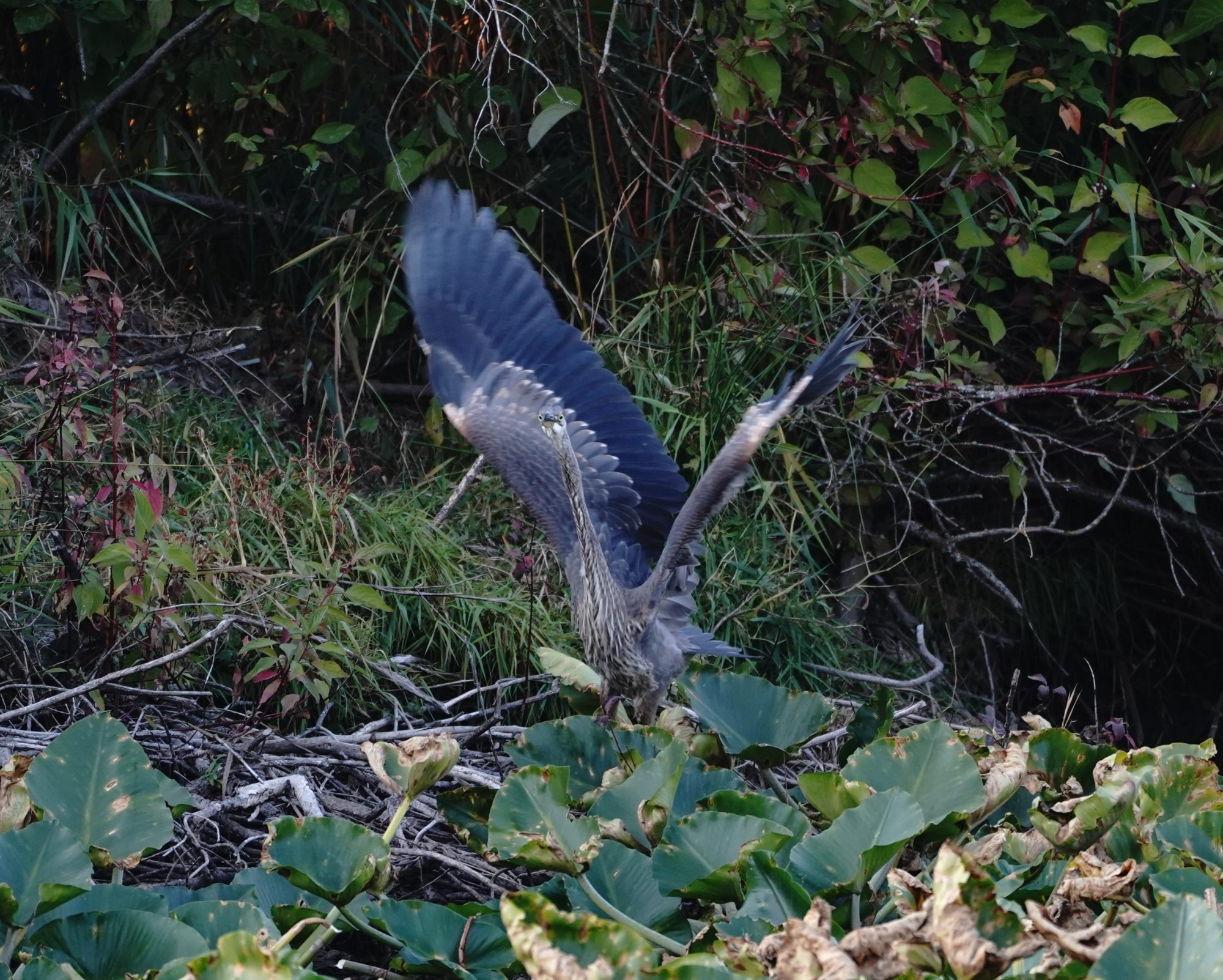 Great Blue Heron