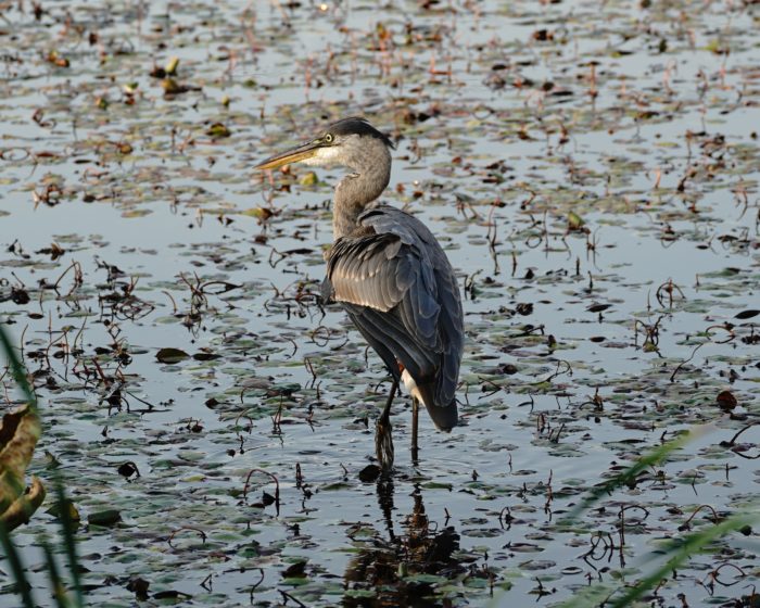 Great Blue Heron