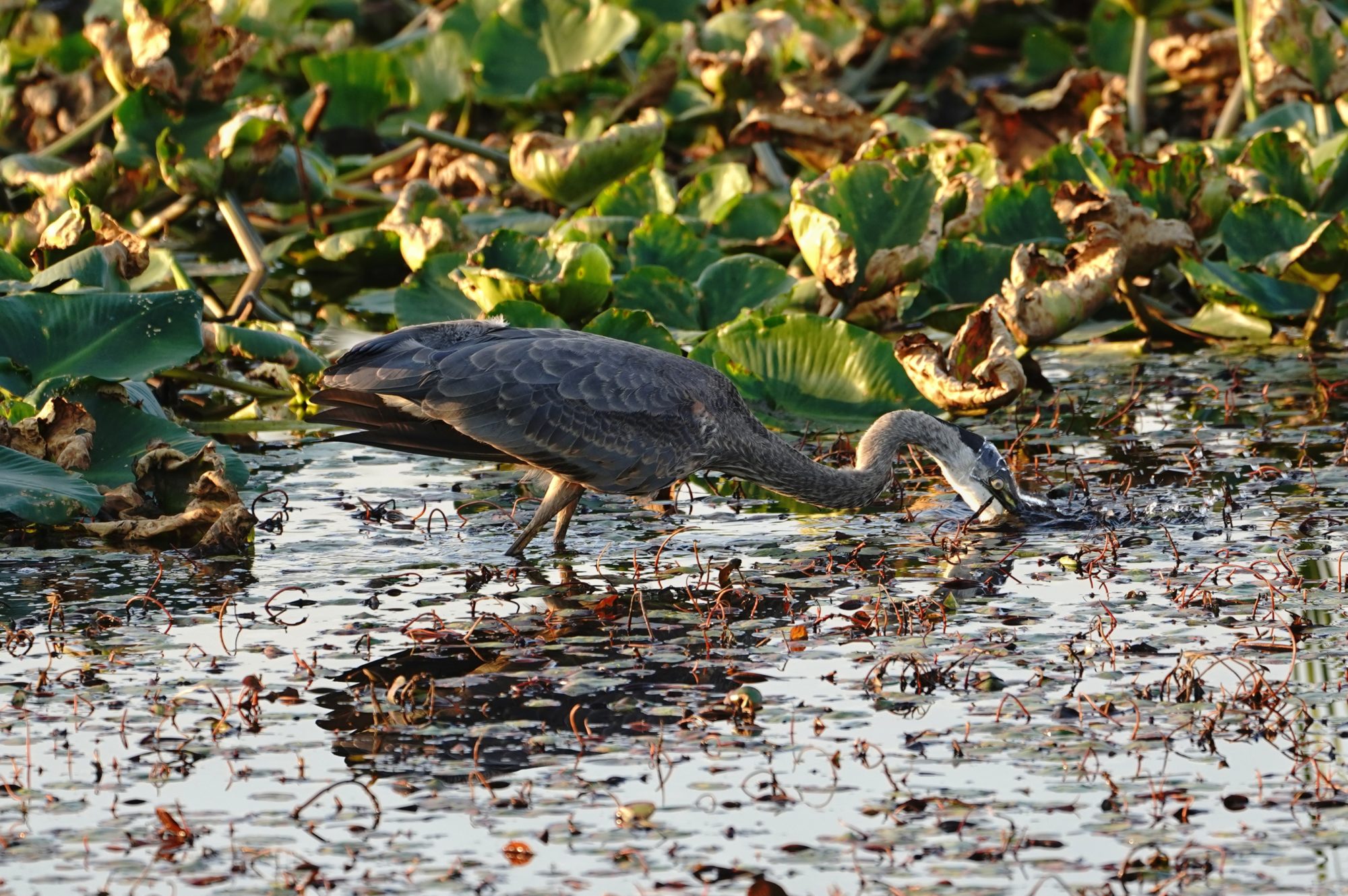 Great Blue Heron