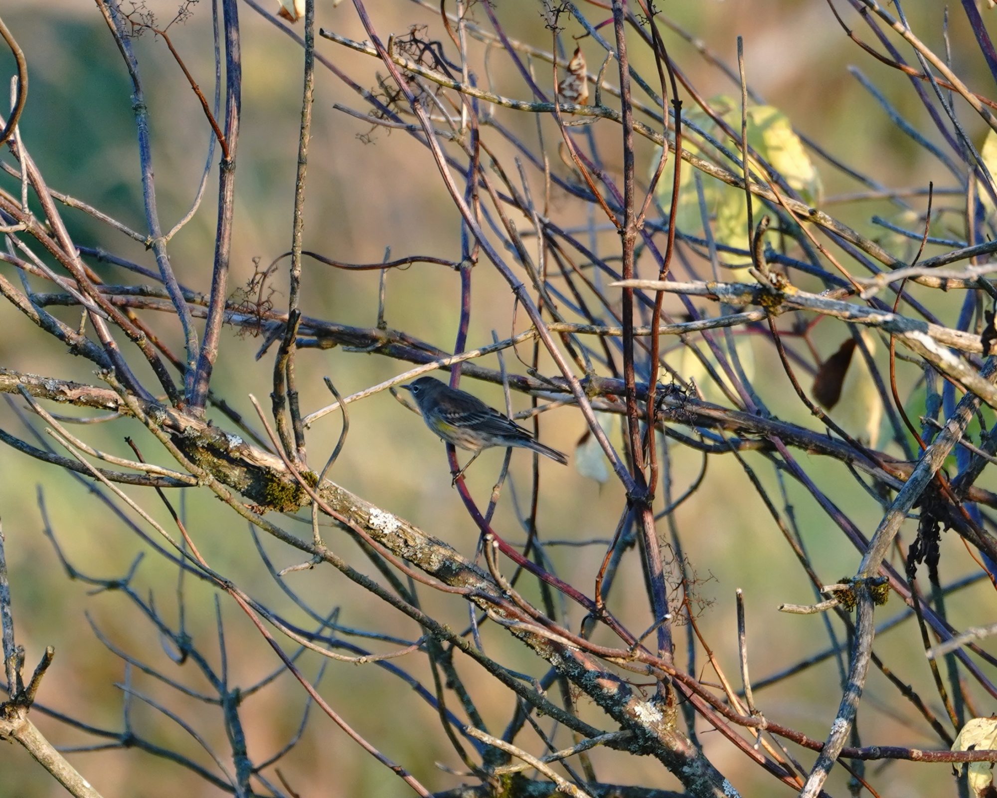 Yellow-rumped Warbler