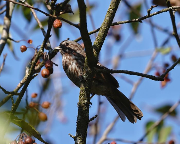 Song Sparrow